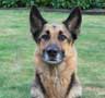 Photo de la berger allemand Bounty telle que reprsente sur le portrait animalier